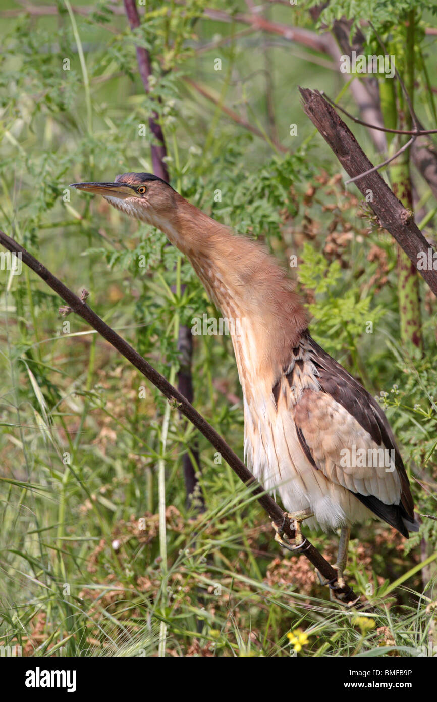 Petite femelle Bittern (Ixobrychus minutus) photographiée sur l'île grecque de Lesvos Banque D'Images