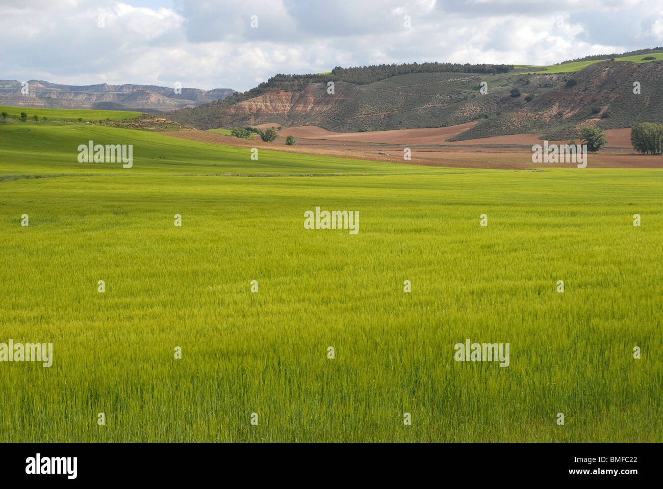 Paysage avec des champs de blé, près de Huete, province de Cuenca, communauté autonome de Castille-La Manche, Espagne Banque D'Images