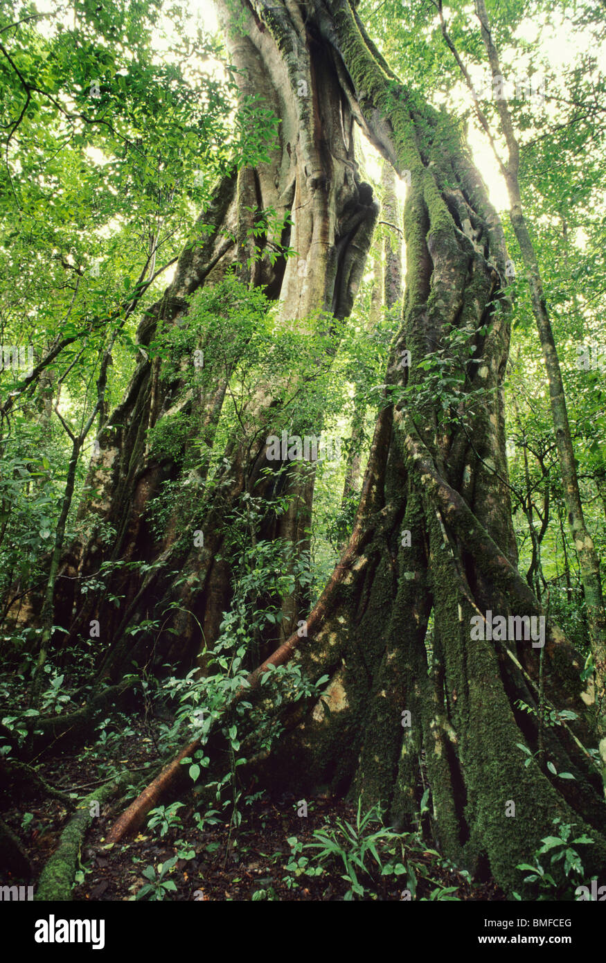 Strangler Fig Tree, parc national La Amistad (Costa Rica). Banque D'Images