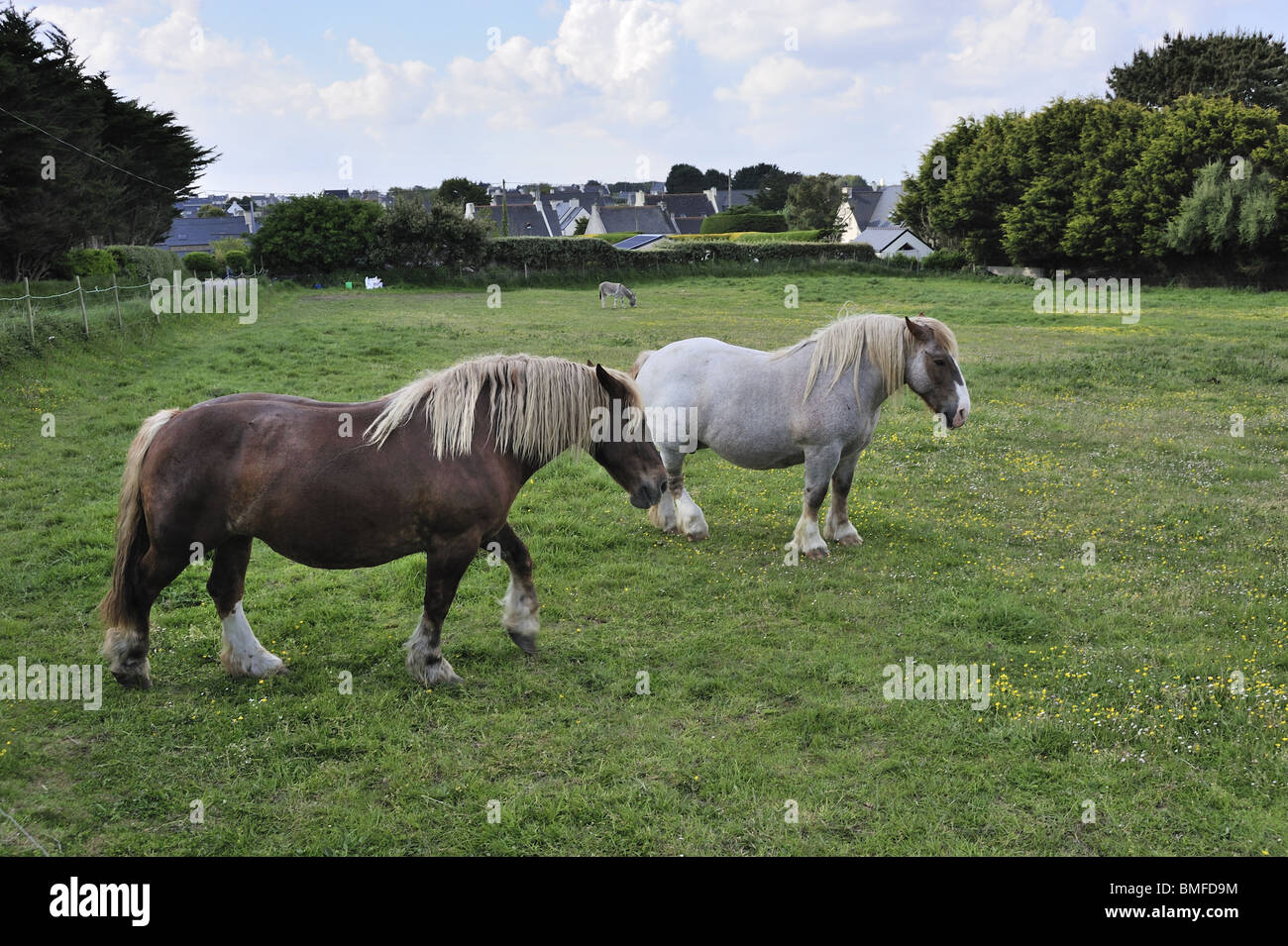 Le pâturage des chevaux percherons à St Michel, Manche, France Banque D'Images