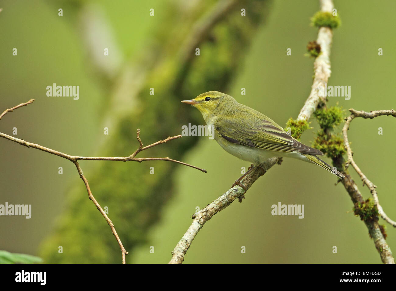 (Phylloscopus sibilatrix Pouillot siffleur) Banque D'Images
