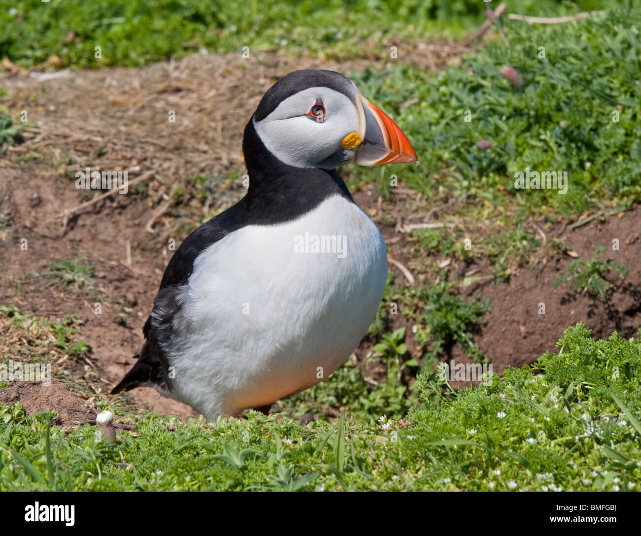 Macareux moine (Fratercula arctica), pays de Galles, l'île de Skomer Banque D'Images