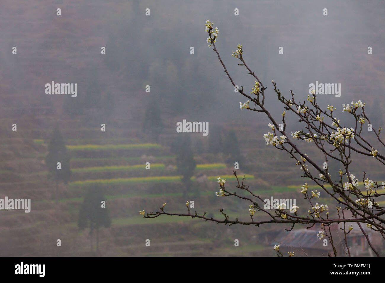 Arbre en fleurs au printemps, Village, Zhengkeng Banling, elle Jingning comté autonome, Hangzhou, Zhejiang, Chine Banque D'Images