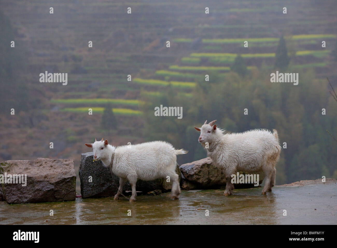 Les chèvres en Zhengkeng Banling, Village, elle Jingning comté autonome, Hangzhou, Zhejiang, Chine Banque D'Images