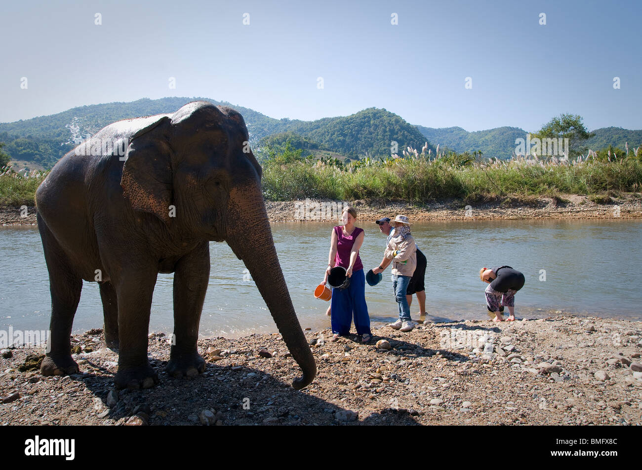 La THAÏLANDE, AU NORD DE CHIANG MAI : Lek's elephant ferme pour sauver les éléphants, un lieu pour l'éléphant d'alternative du tourisme. Banque D'Images