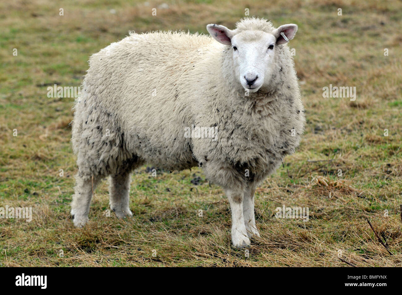'Les moutons' Portland Banque D'Images