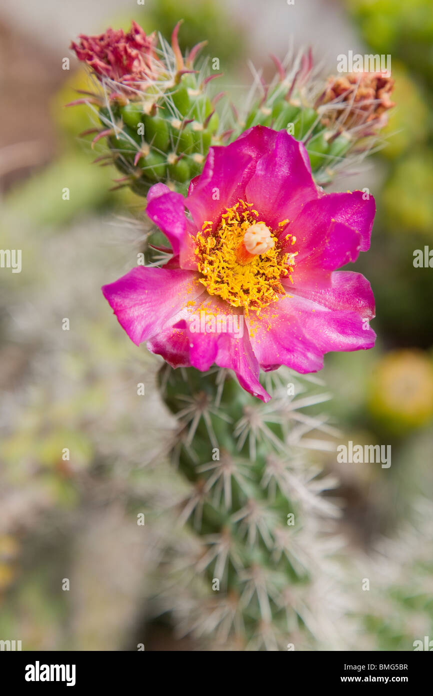 Spinsior en fleur de cactus Opuntia Banque D'Images