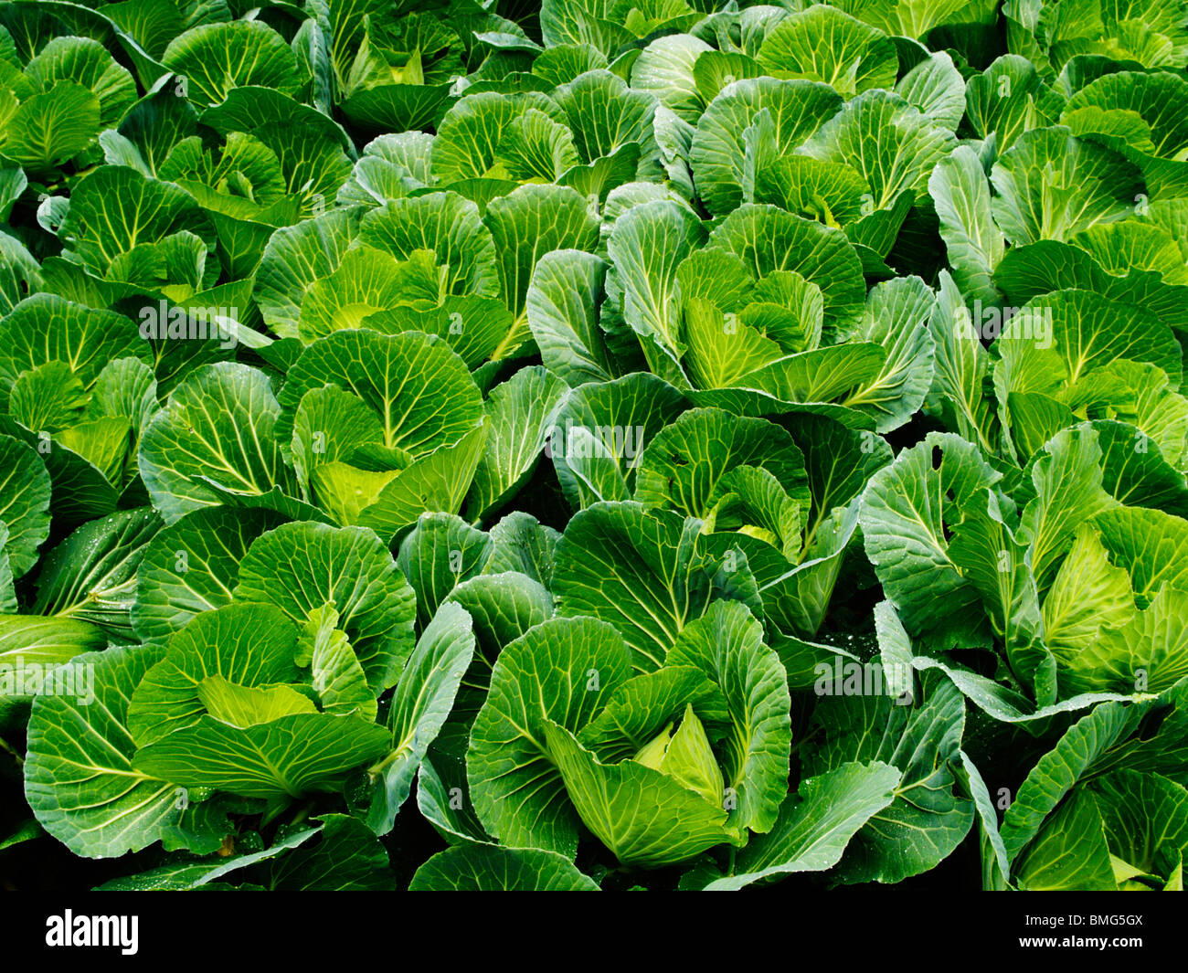 Wuyuan, Cabbage Patch, province de Jiangxi, Chine Banque D'Images