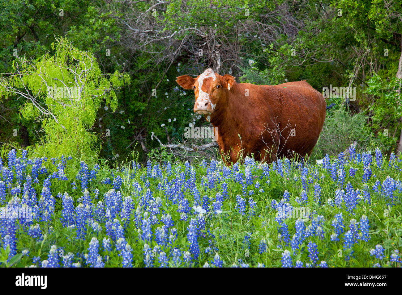 Le dirigeant d'une génisse vache dans un pâturage de fleurs sauvages bluebonnet, dans la montagne du Texas, USA. Banque D'Images