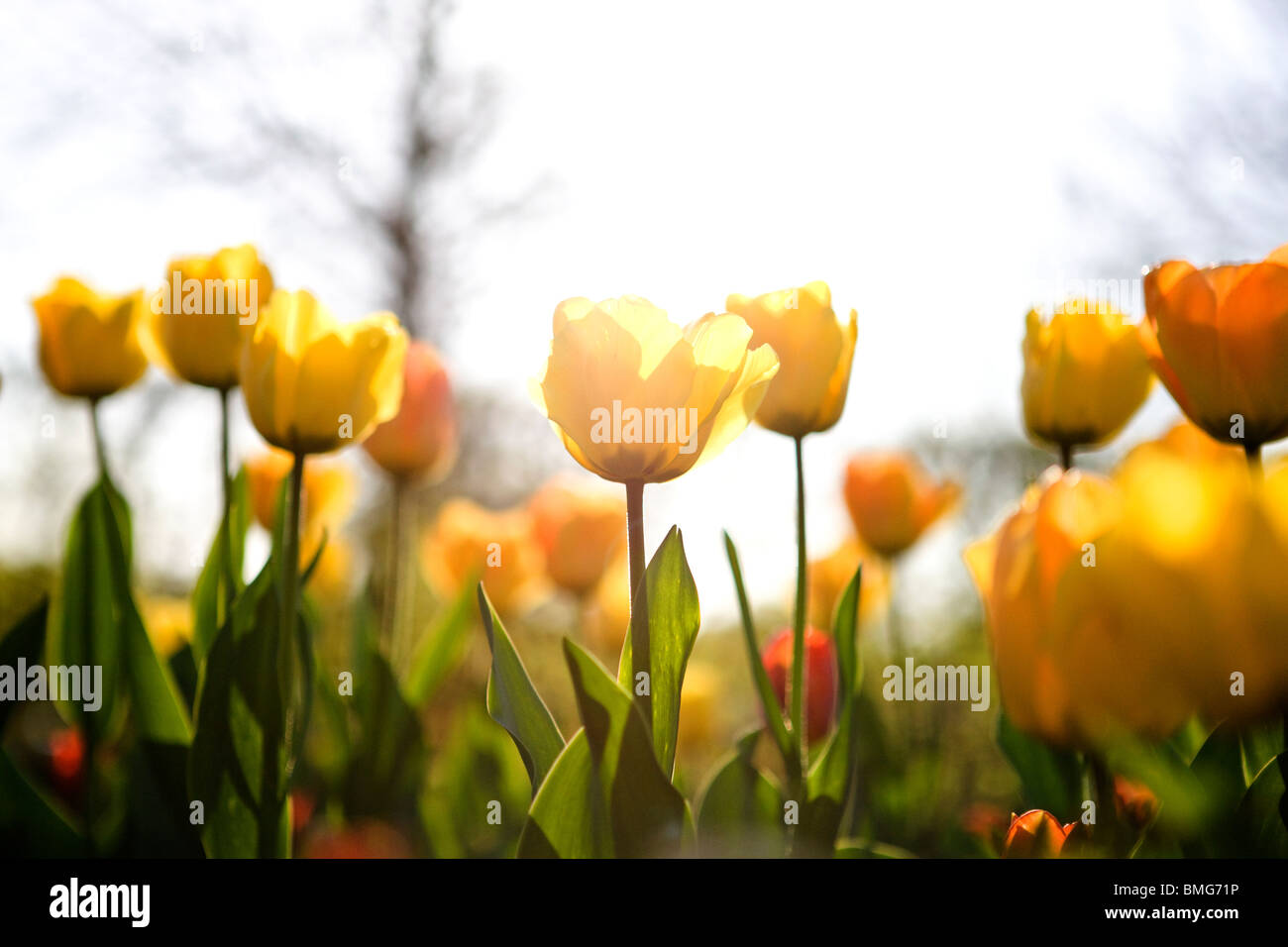 Un lit de tulipes jaunes au printemps Banque D'Images