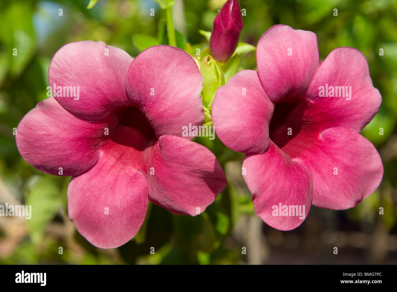 L'Allamanda blanchetii allamanda pourpre ou l'en fleur Banque D'Images