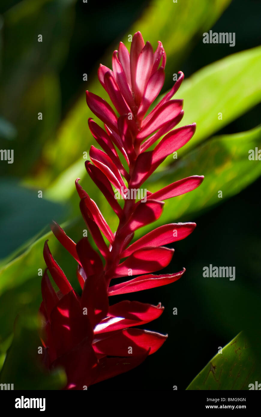 Alpinia purpurata rouge (gingembre), également appelé plume Autruche Rose et gingembre cône Banque D'Images