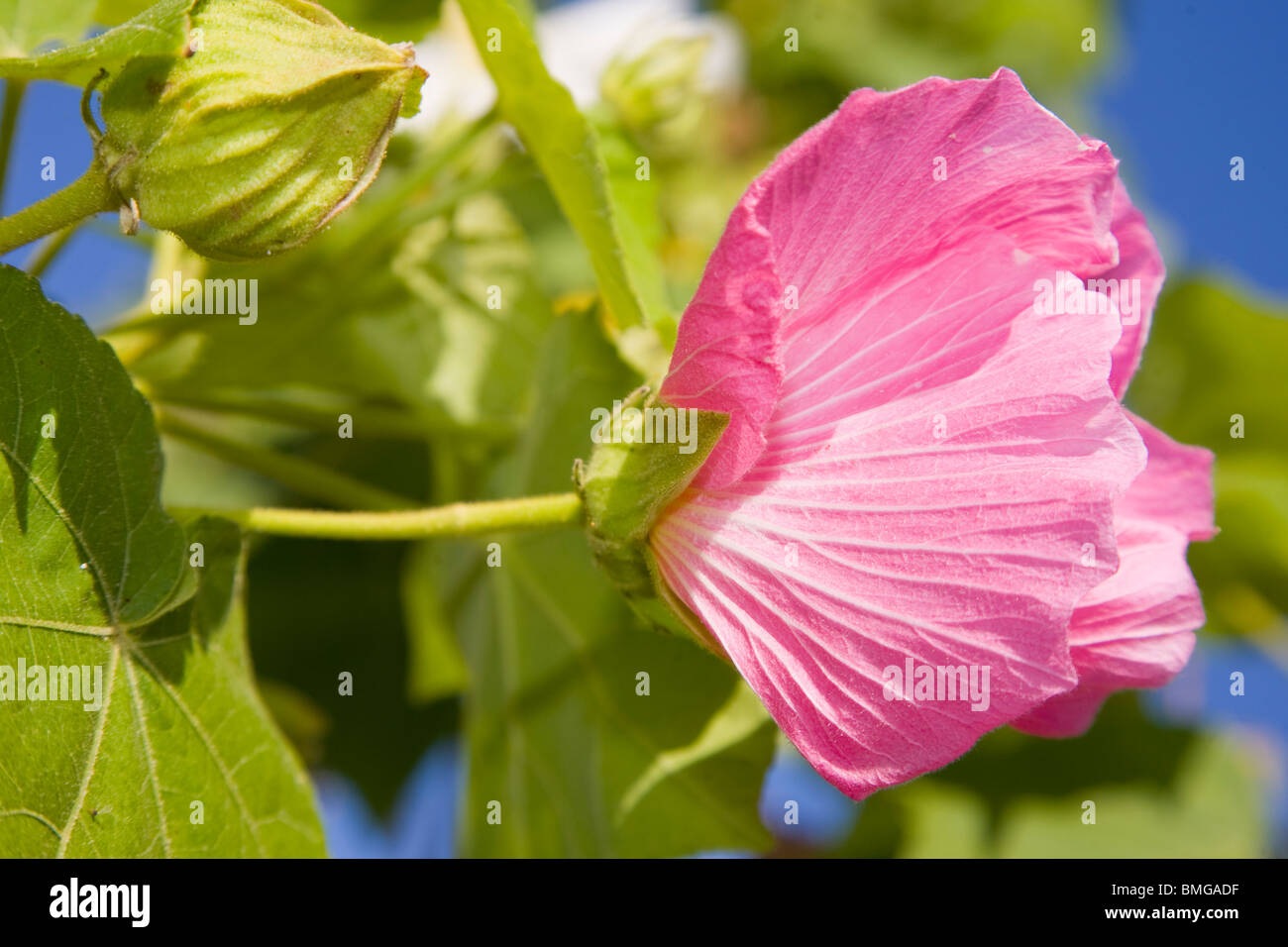 Hibiscus mutabilis en fleur Banque D'Images