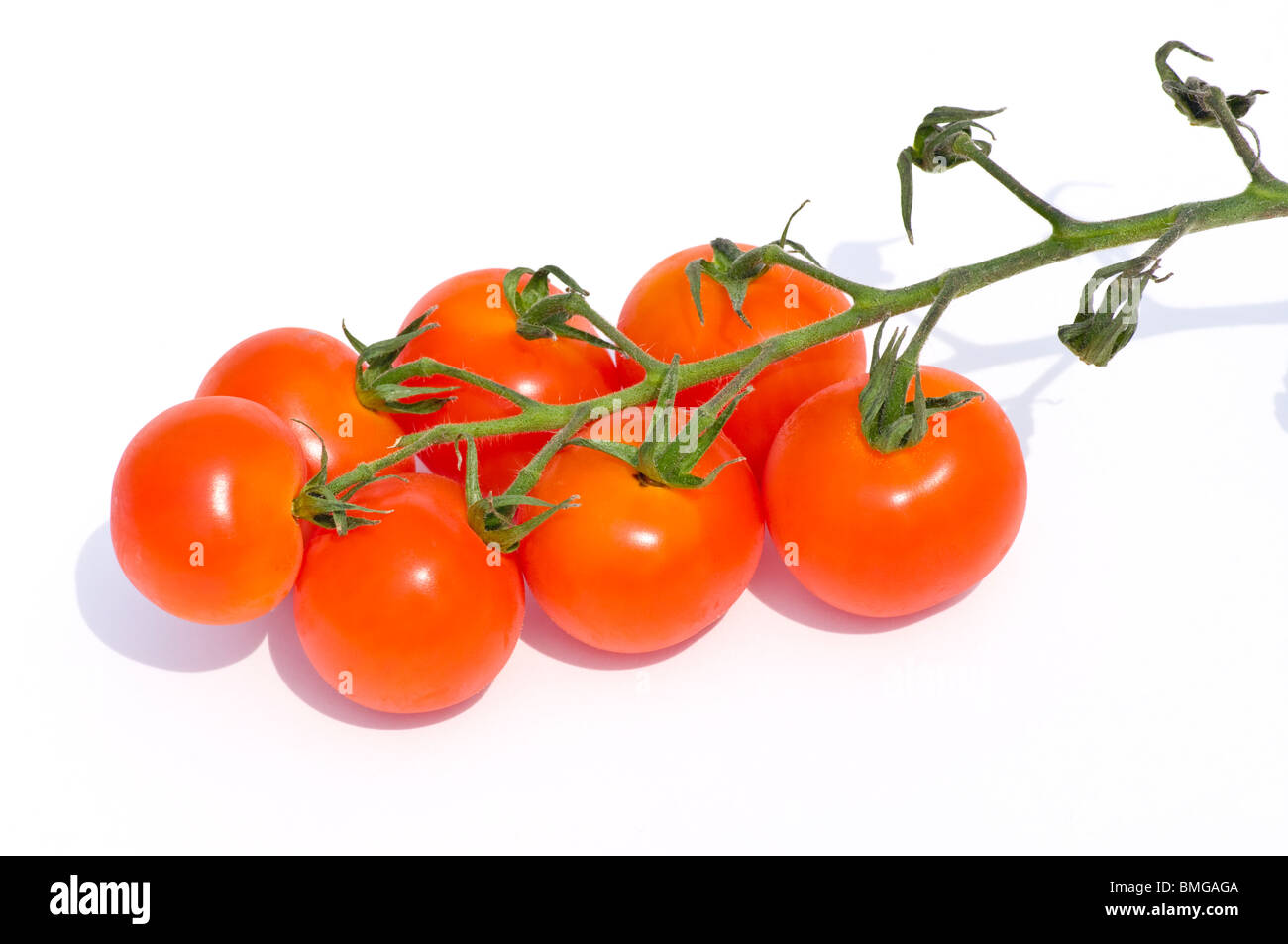 Tomates cerise sur la vigne isolé sur fond blanc Banque D'Images