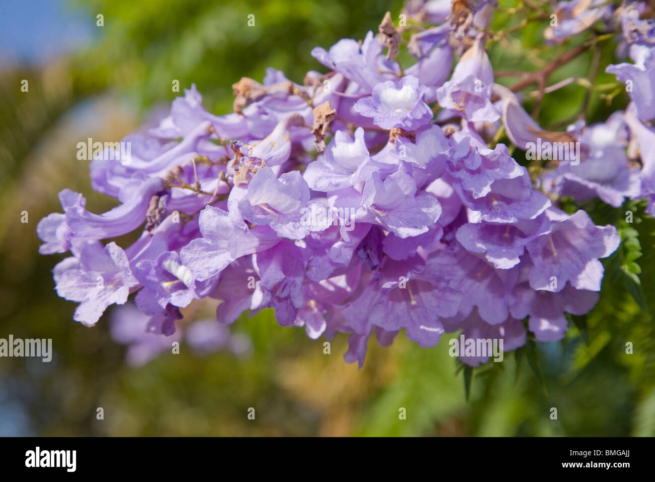 Acutifolia Jacaranda mimosifolia ou fleurs Banque D'Images