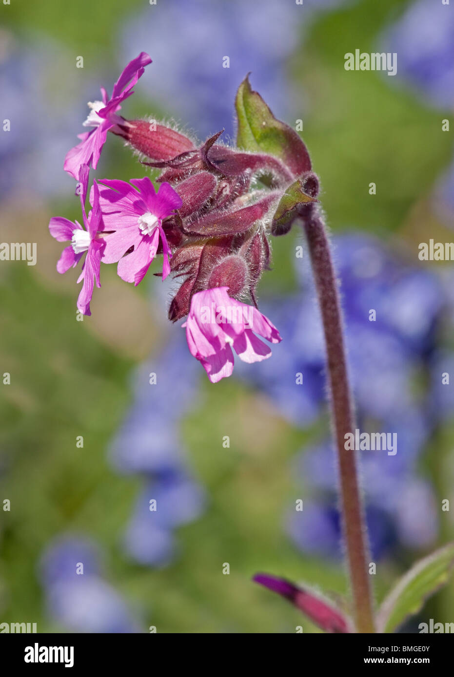 Red Campion (selene dioica) Banque D'Images