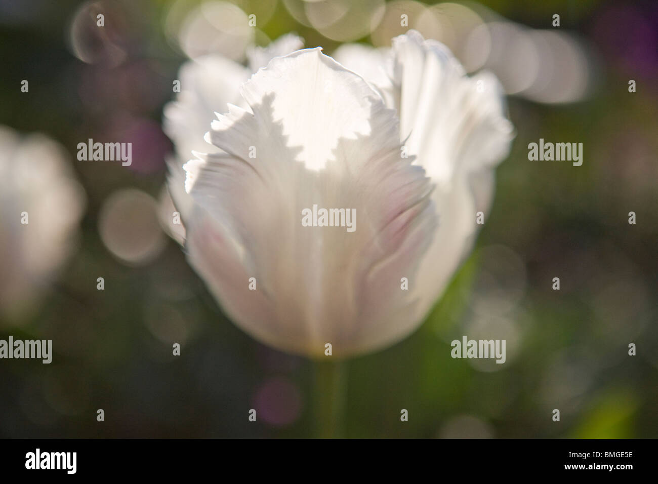 Un livre blanc et rose parrot tulip en pleine floraison Banque D'Images