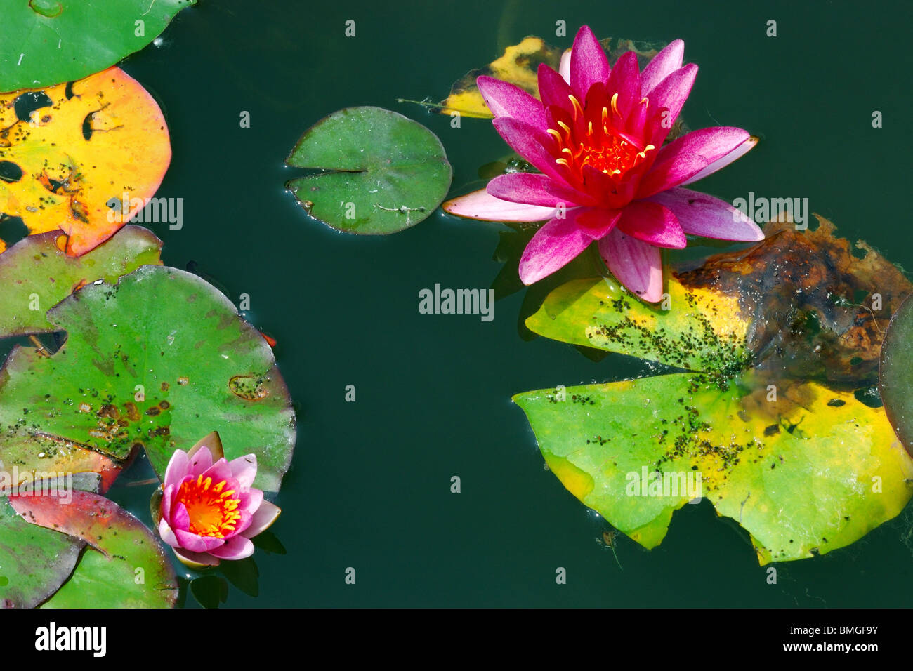 Nymphaea nouchali, connu sous le nom de nénuphar bleu et rouge, le Blue Star, Star nénuphar lotus, est un nénuphar de genre Nymphaea. Banque D'Images