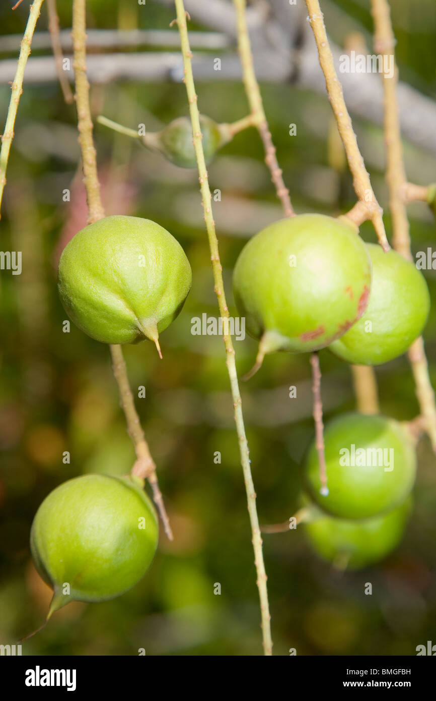 Macadamia integrifolia seeds, plus communément connu sous le nom de noix de macadamia Banque D'Images