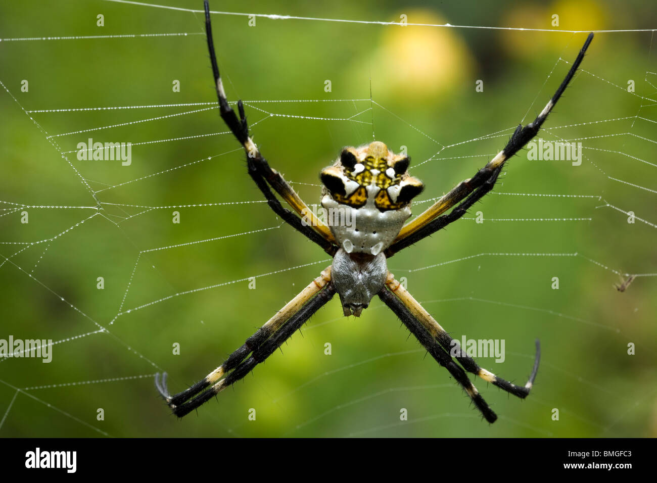 Spider Argiope argentée - Los Novios - Ranch près de Cotulla, Texas USA Banque D'Images