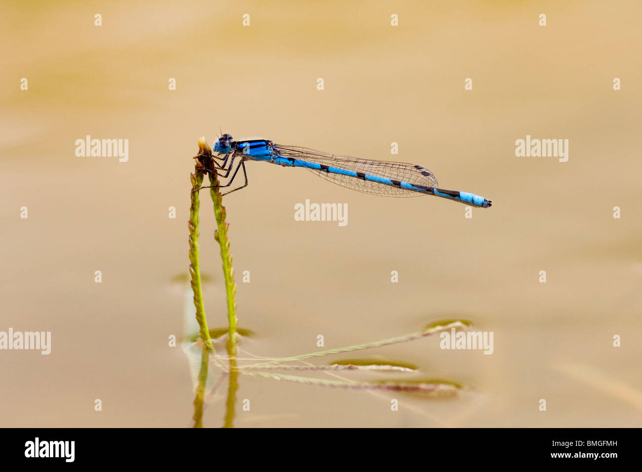 Demoiselle Bluet familiers - Los Novios - Ranch près de Cotulla, Texas USA Banque D'Images