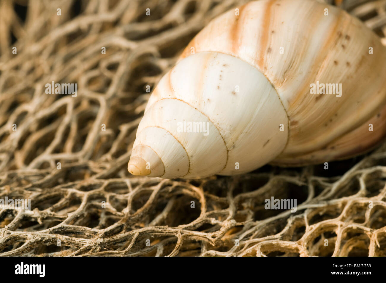 Escargot - Los Novios - Ranch près de Cotulla, Texas USA Banque D'Images