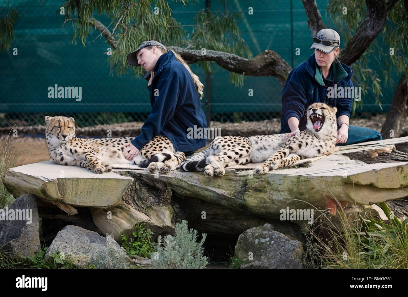 Deux jeunes jolies en prenant soin de zoo pour enfants et deux guépards dans le zoo d'Auckland, Auckland, Nouvelle-Zélande Banque D'Images