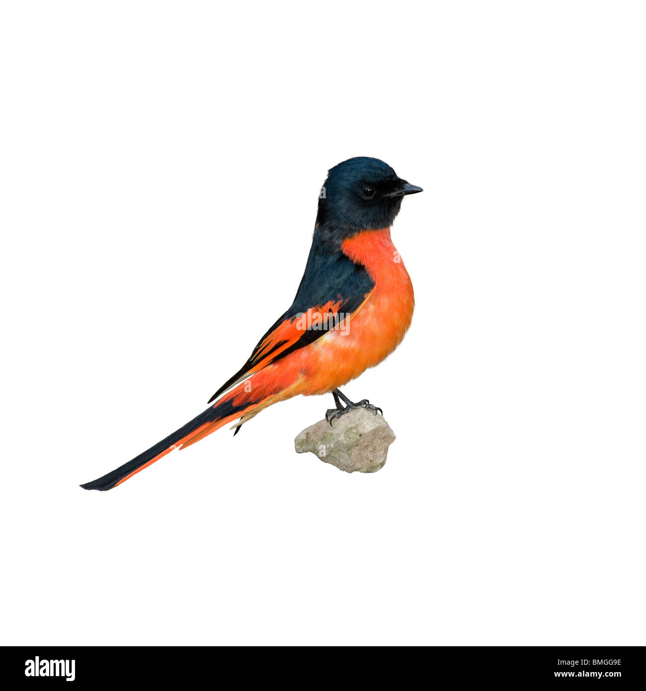 Minivet rouge écarlate mâle, Pericrocotus flammeus, le Xishuangbanna, Yunnan, Chine Banque D'Images