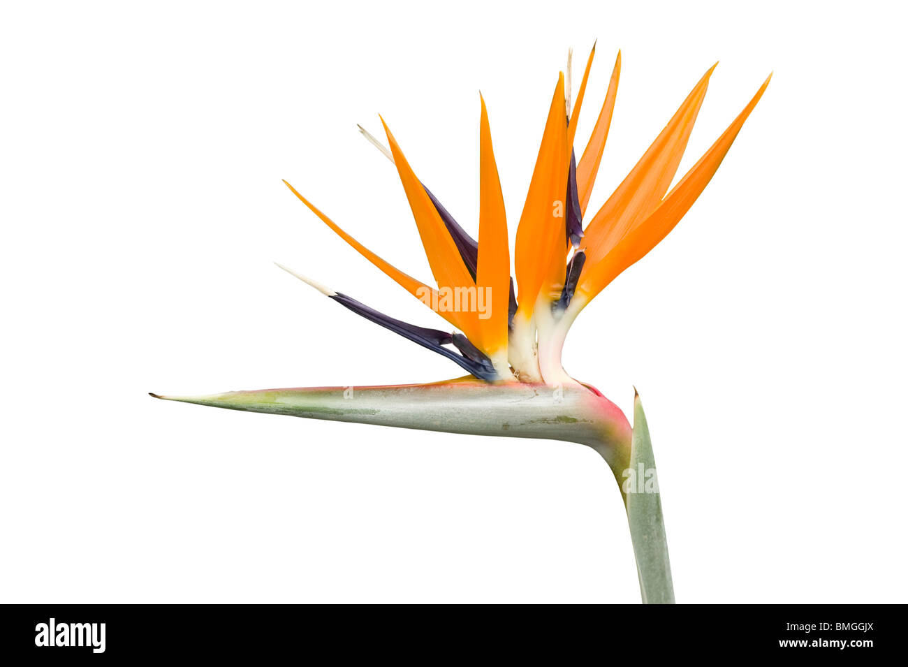 Oiseau de paradis ou fleur de Strelitzia reginae, grue Banque D'Images