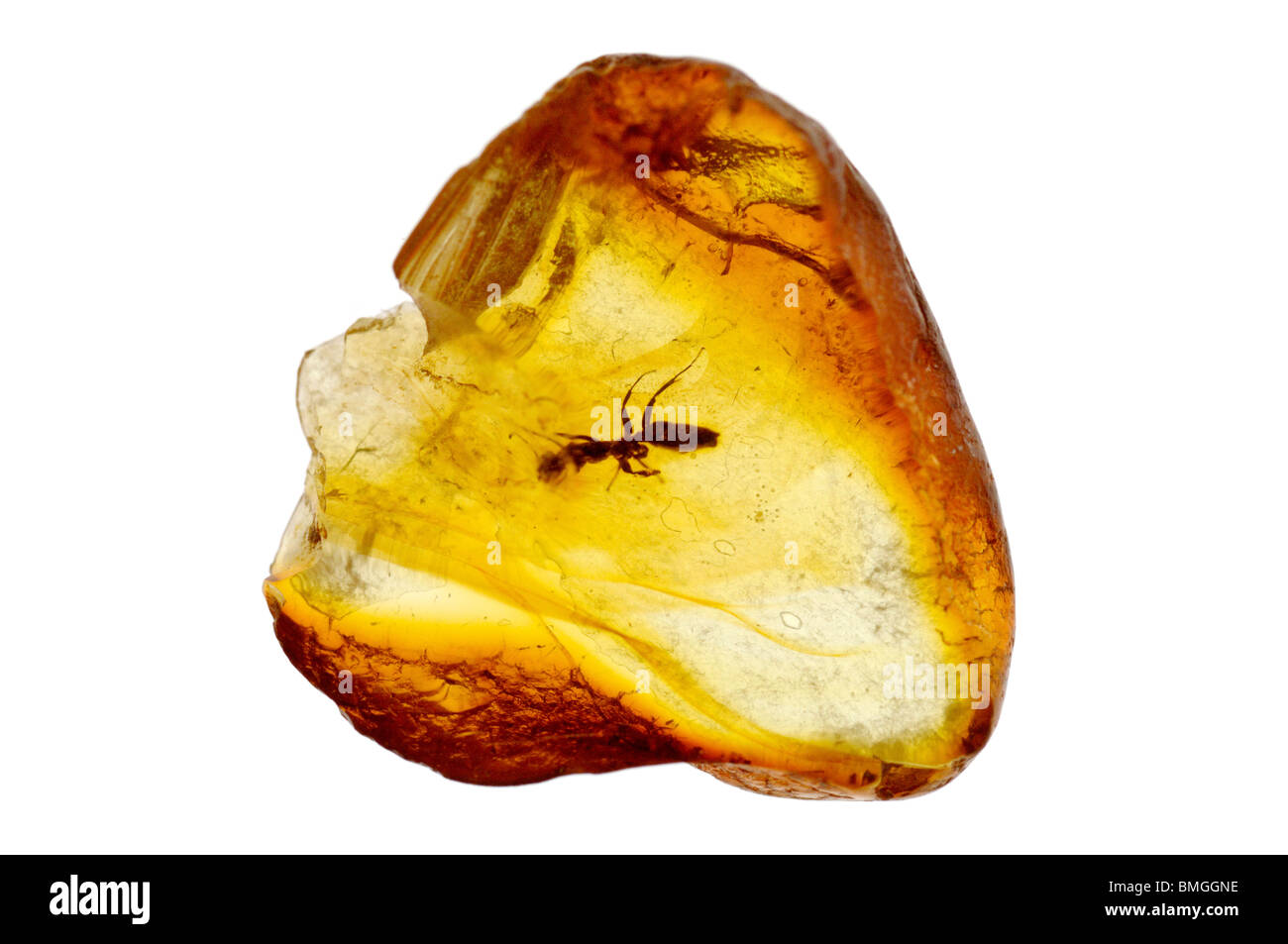 Un insecte dans l'ambre baltique - une résine d'arbres fossilisés. Banque D'Images