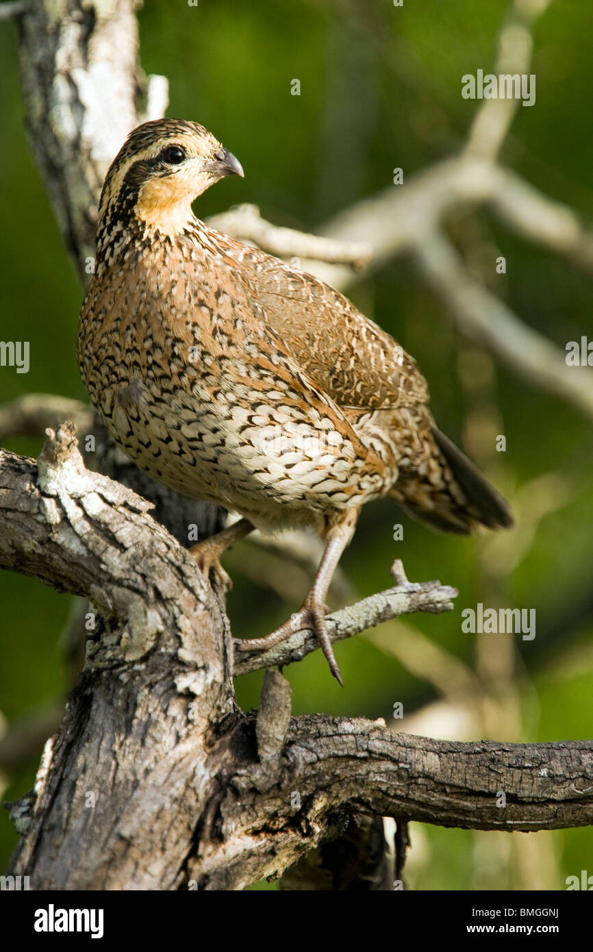Colin - Los Novios - Ranch près de Cotulla, Texas USA Banque D'Images