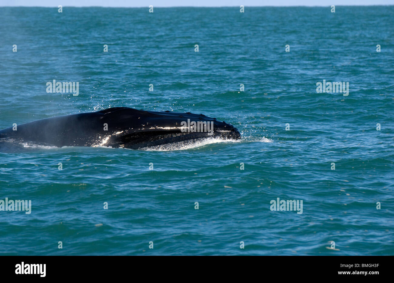 Baleine à bosse (Megaptera novaeangliae) soufflant Banque D'Images