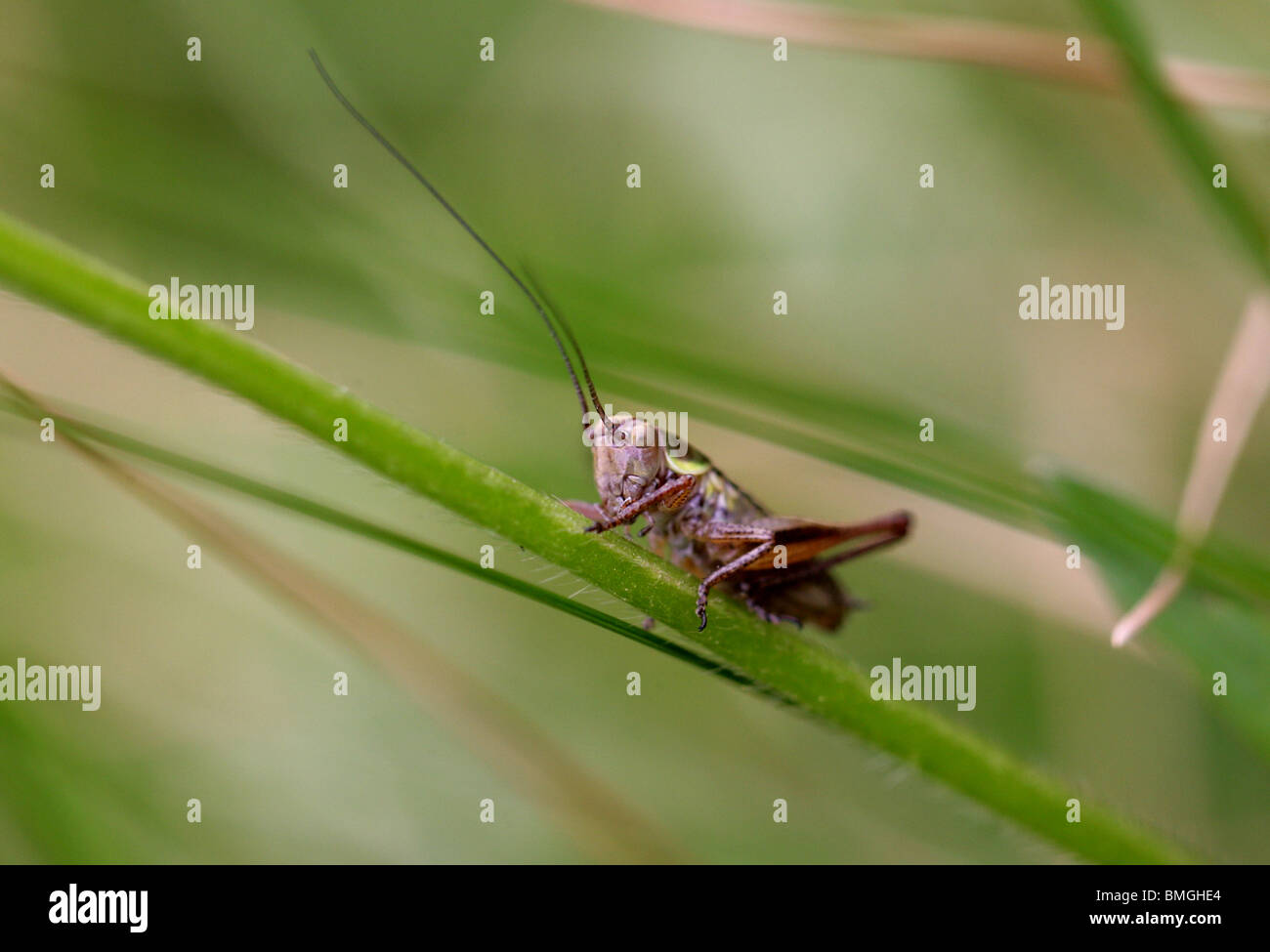 Roesel's Bush Cricket, Metrioptera roeseli, Tettigoniidae. (Roesel's Bush-cricket) Banque D'Images
