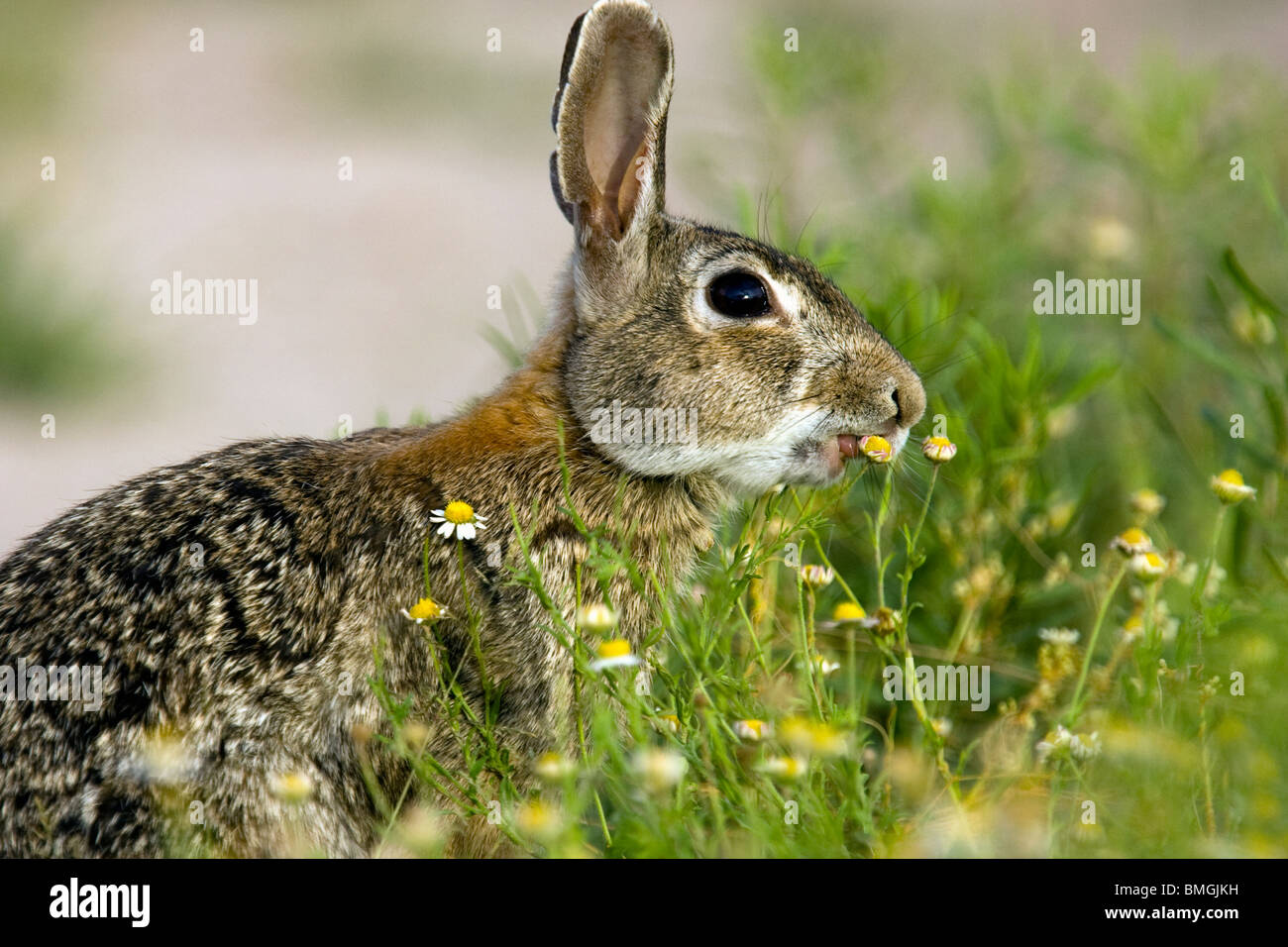 Le Lapin à queue blanche - Los Novios - Ranch près de Cotulla, Texas USA Banque D'Images