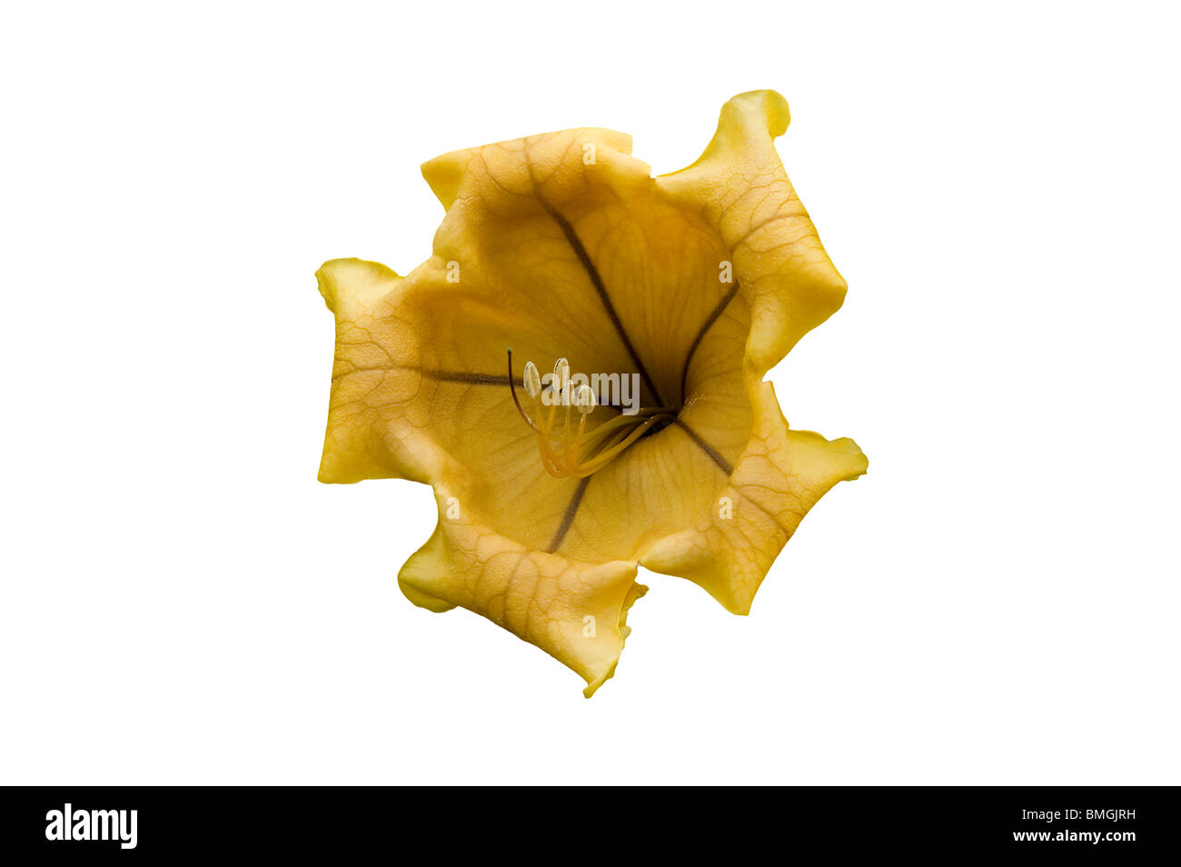 Golden Chalice vine, tasse d'or ou d'Hawaiian lily, Solandra maxima est une liane endémique au Mexique et en Amérique centrale. Banque D'Images