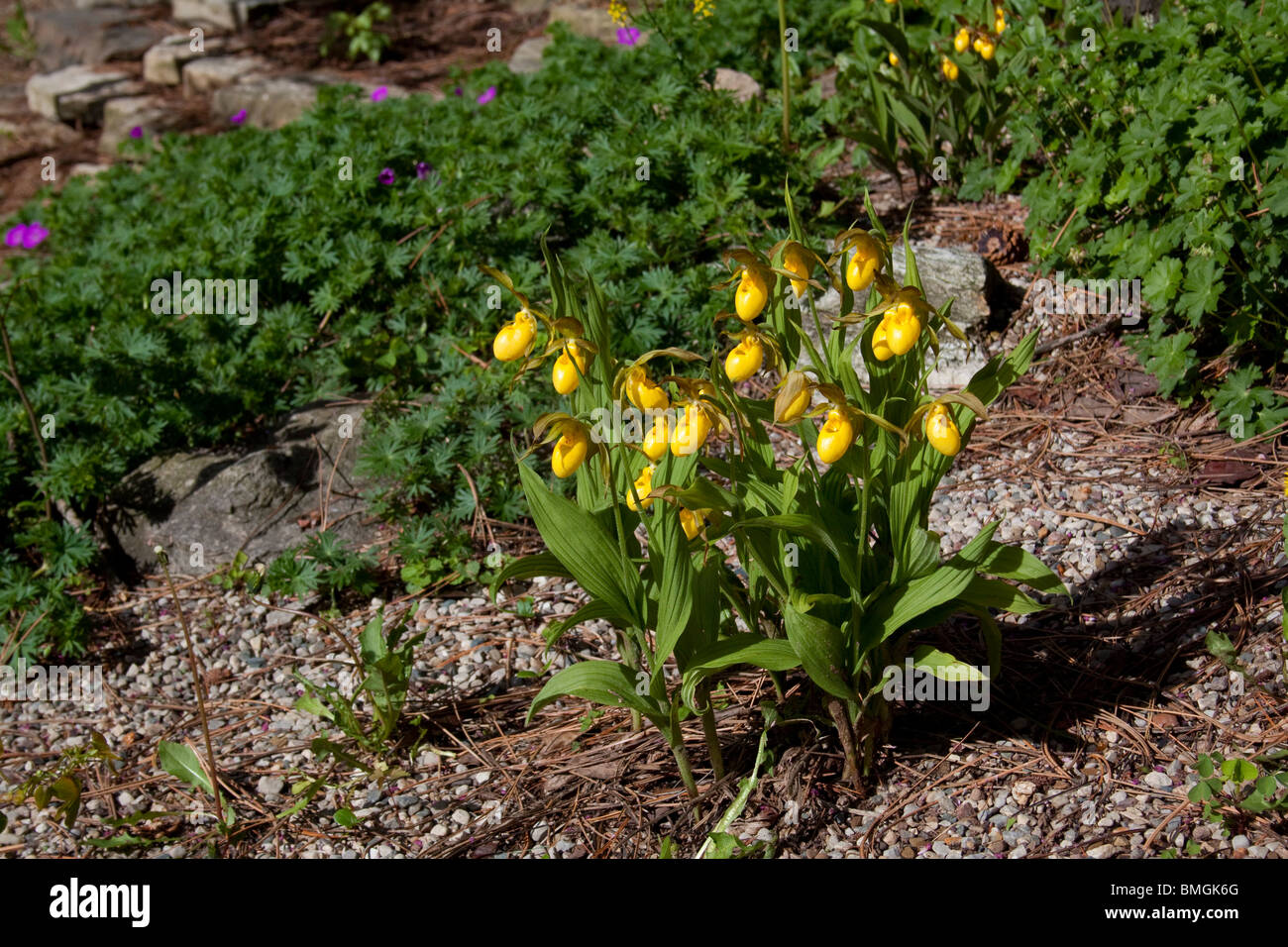 Grande Lady's Slipper jaune - Orchidées Cypripedium calceolus variété pubescens dans l'Est des Etats-Unis d'un jardin Banque D'Images