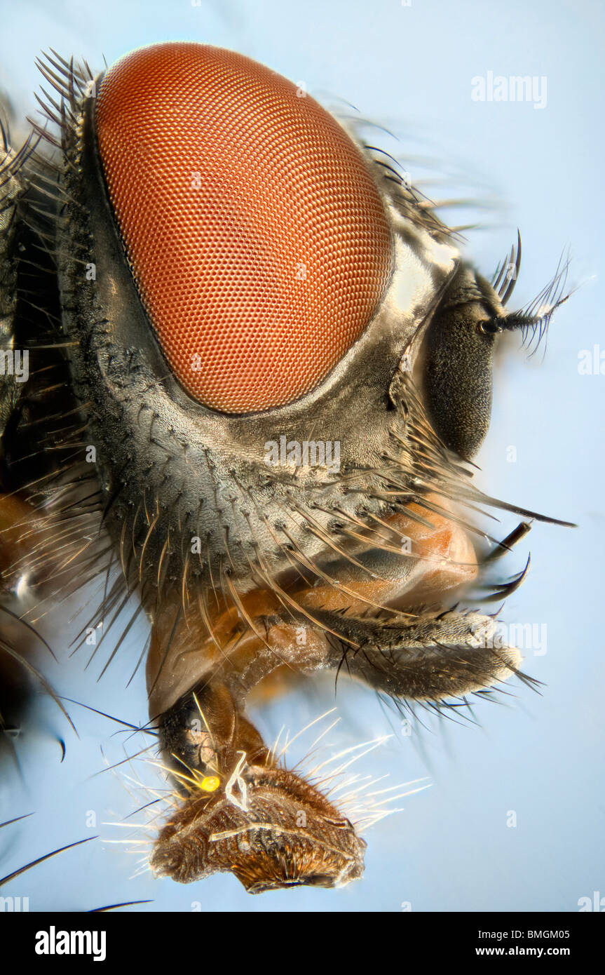 Extreme close up d'une maison volée montrant la tête bouche les pièces utilisées pour la tétée. Banque D'Images