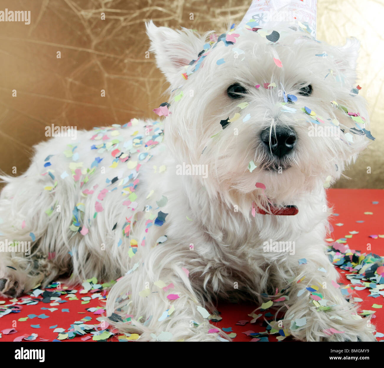 West Highland White Terrier avec Birthday party hat . Banque D'Images
