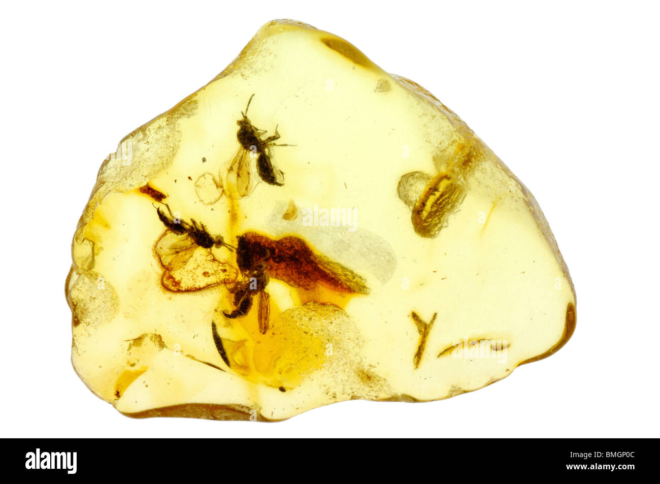 Les insectes hyménoptères dans l'ambre baltique - une résine d'arbres fossilisés. Banque D'Images