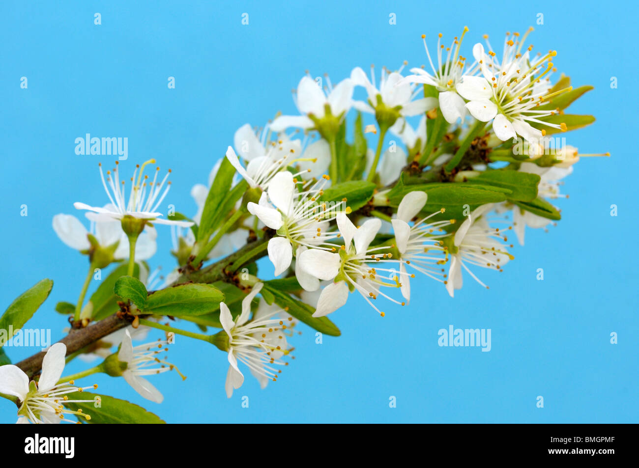 Black Thorn Blossom. Banque D'Images