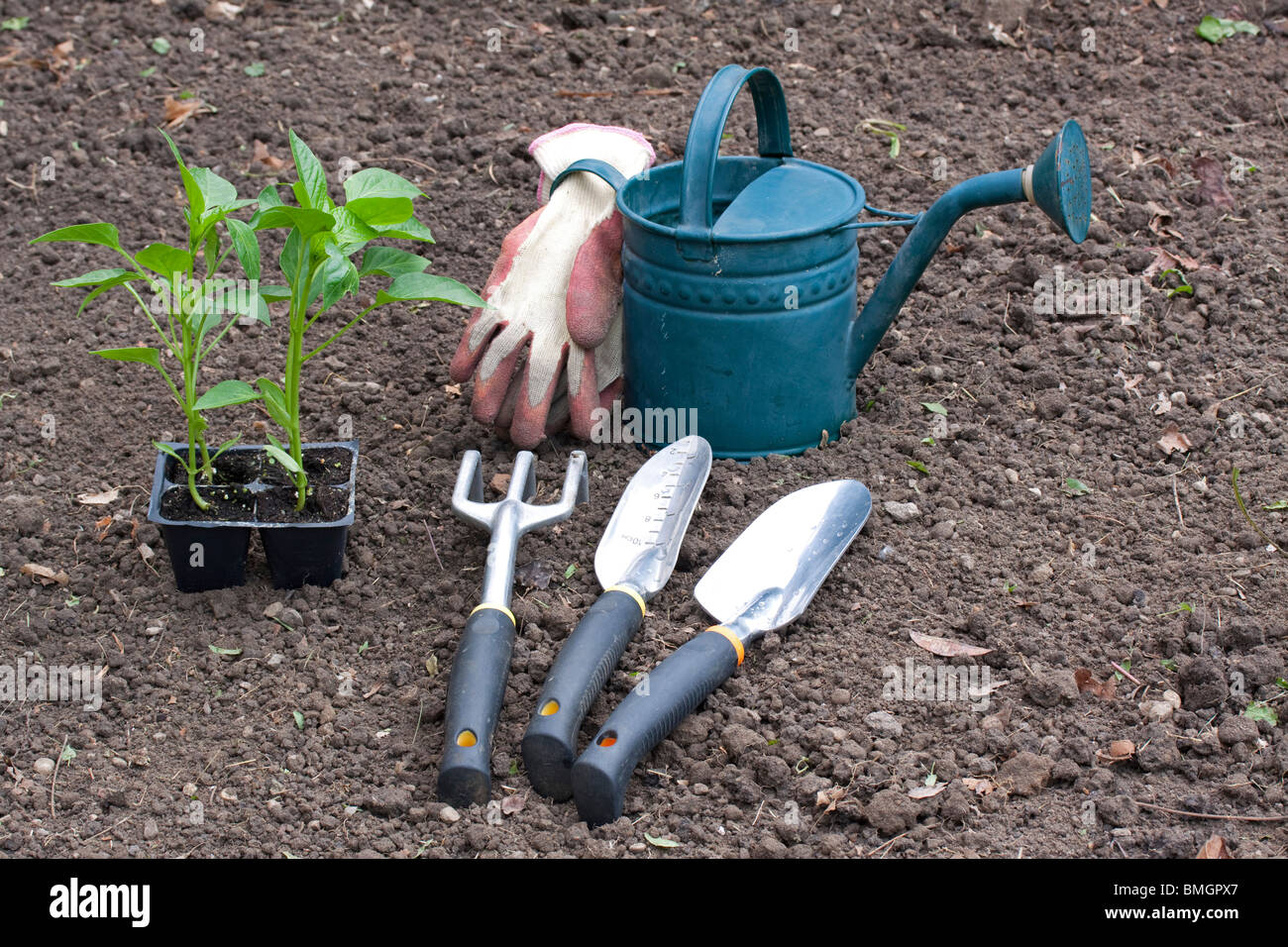 La plantation de plants de poivrons vert jardin Midwest USA fin mai Banque D'Images