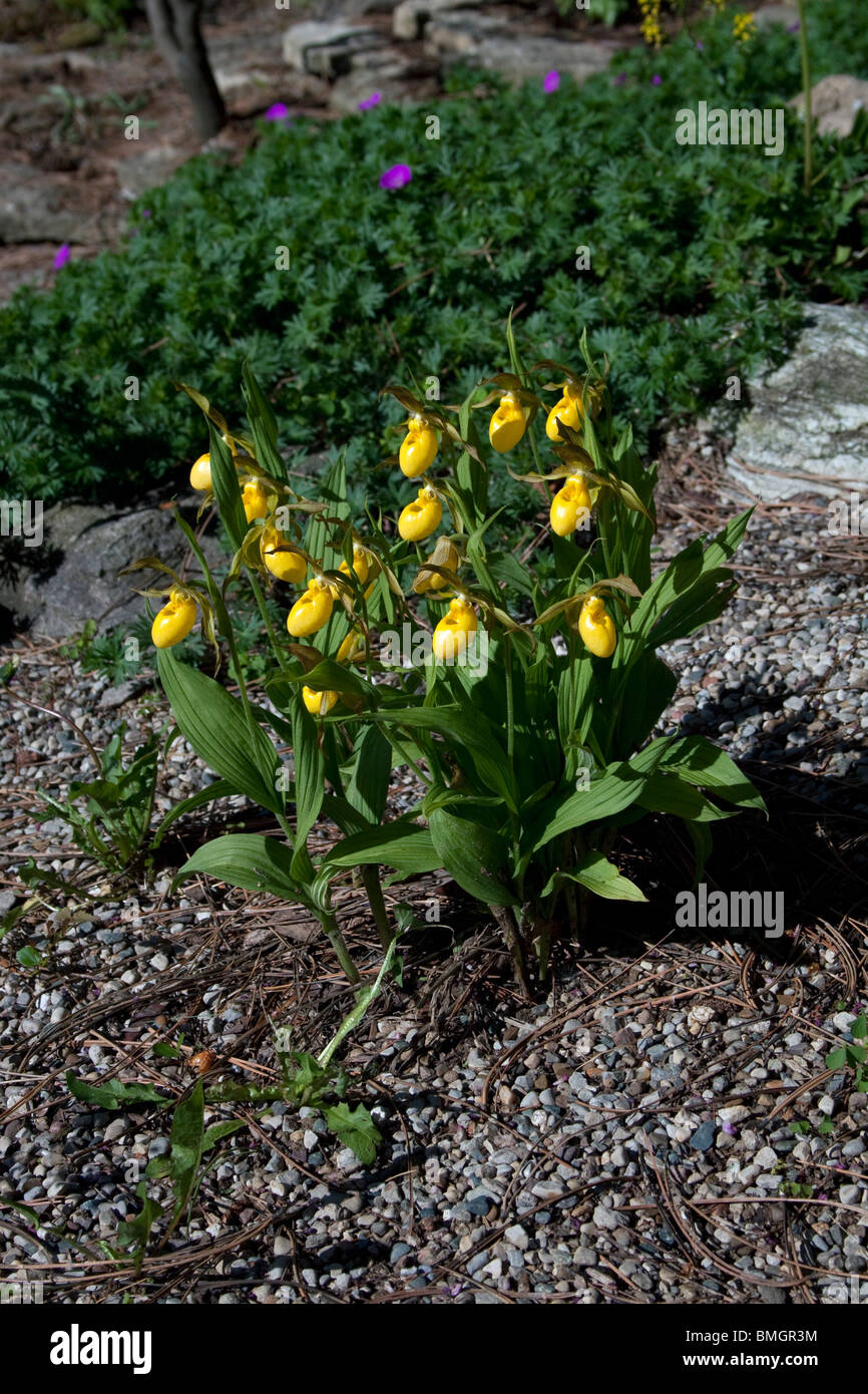 Grande Lady's Slipper jaune - Orchidées Cypripedium calceolus variété pubescens dans l'Est des Etats-Unis d'un jardin Banque D'Images