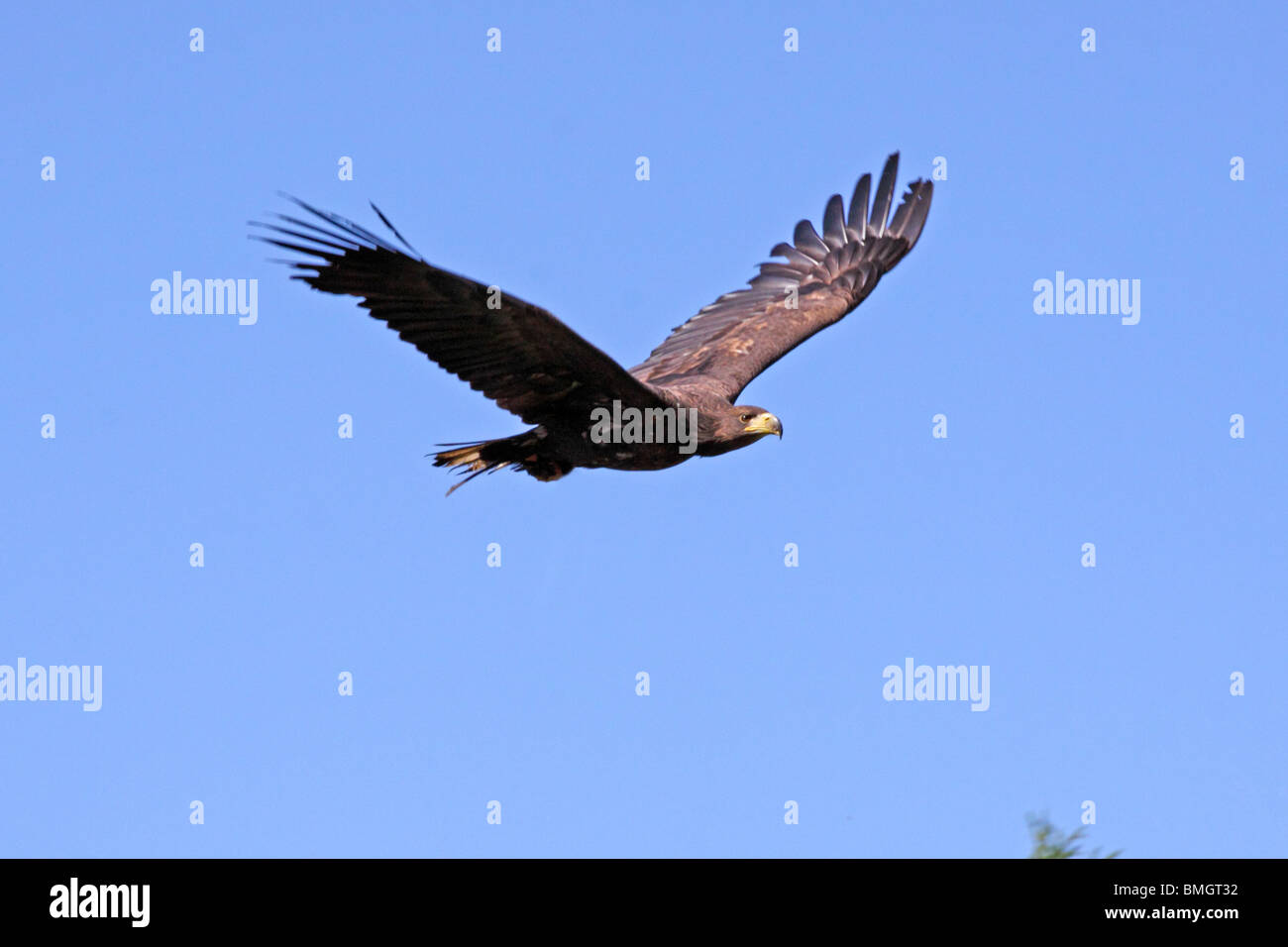 Vol à golden eagle Banque D'Images