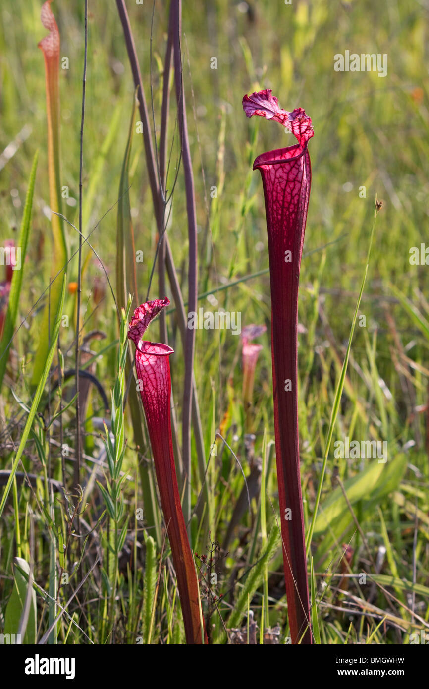 Sarracénie parées de blanc forme rouge hybride avec influence d'autres espèces voisines Sarracenia leucophylla Alabama USA Banque D'Images