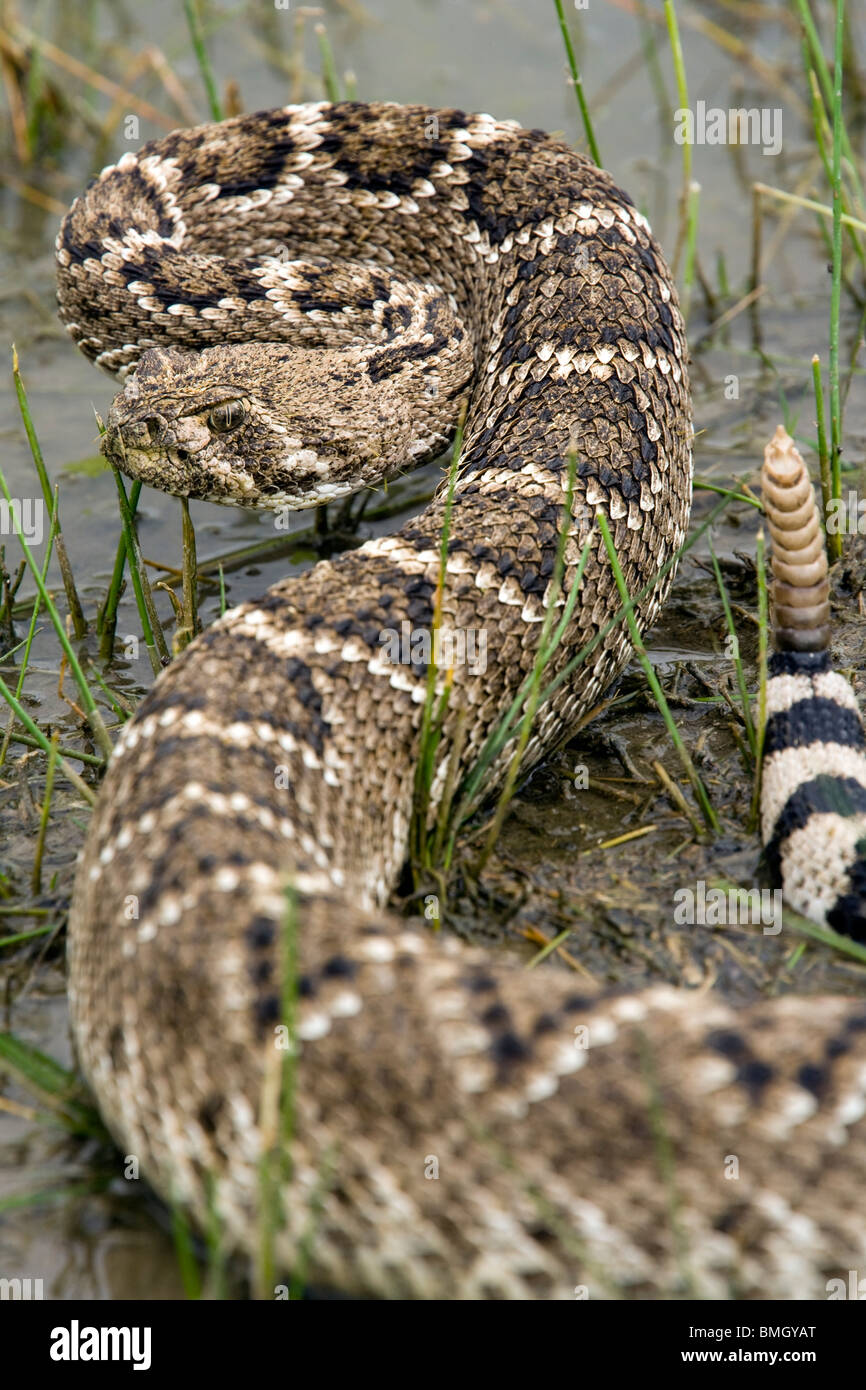 Western Diamondback Rattlesnake - Los Novios - Ranch près de Cotulla, Texas USA Banque D'Images