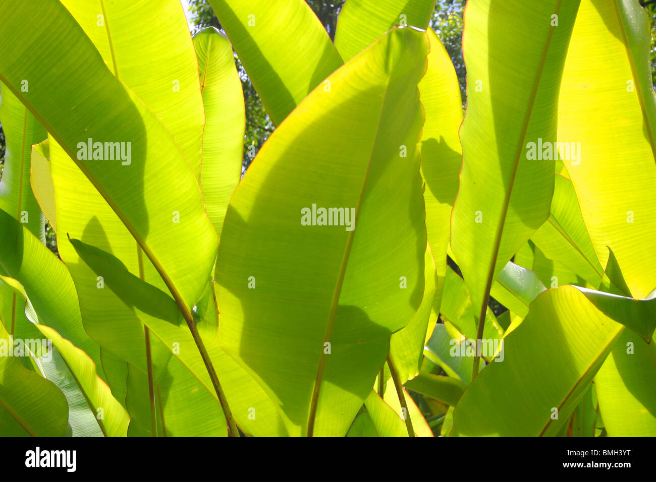 Closeup Détail de feuilles tropicales Banque D'Images