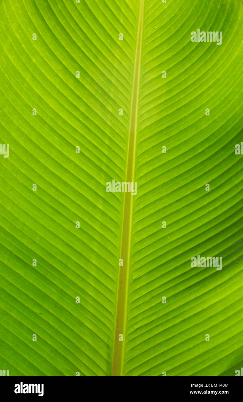 Closeup Détail de feuilles tropicales Banque D'Images
