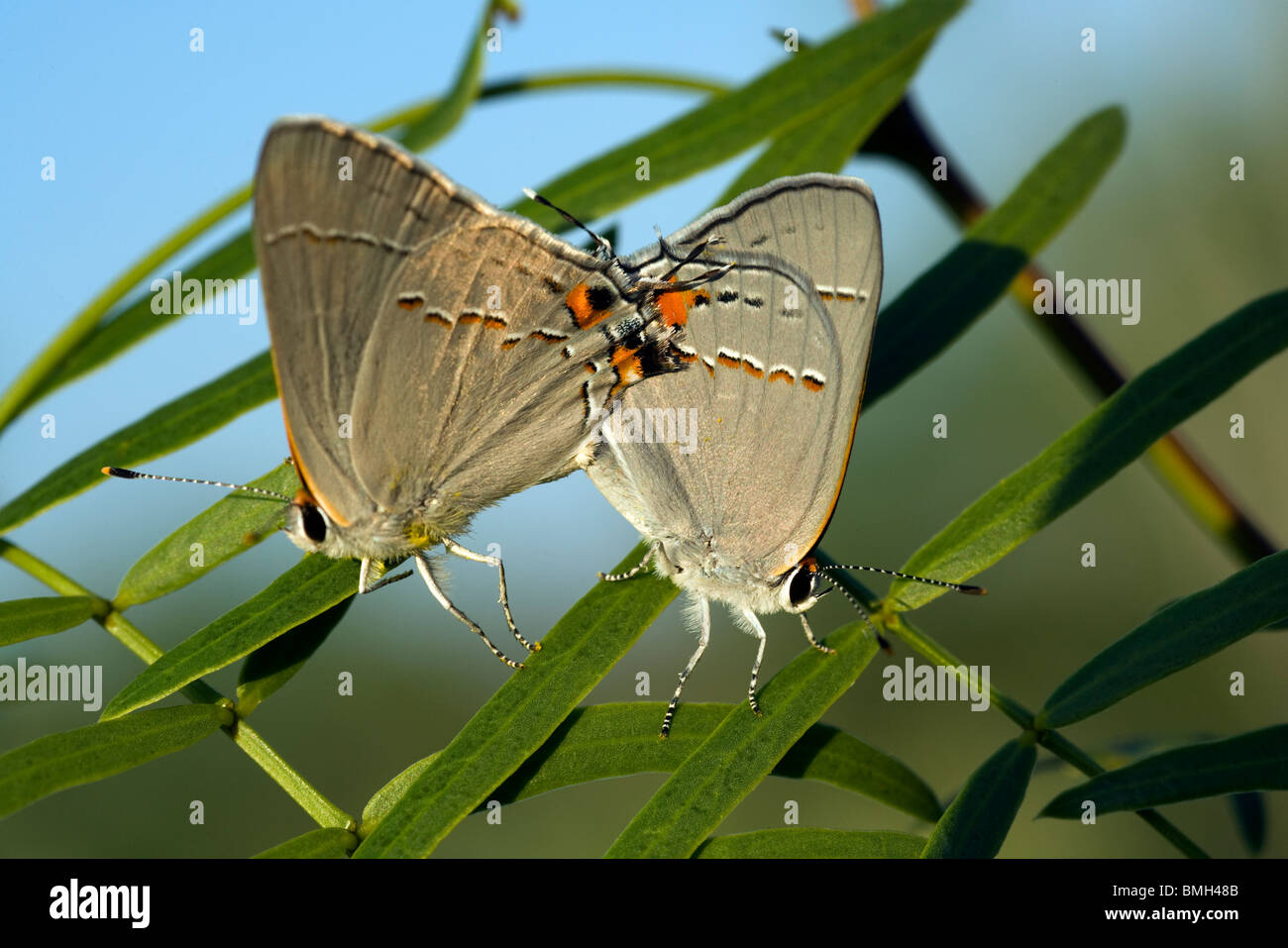 Espèce de papillon porte-queue - Los Novios - Ranch près de Cotulla, Texas USA Banque D'Images