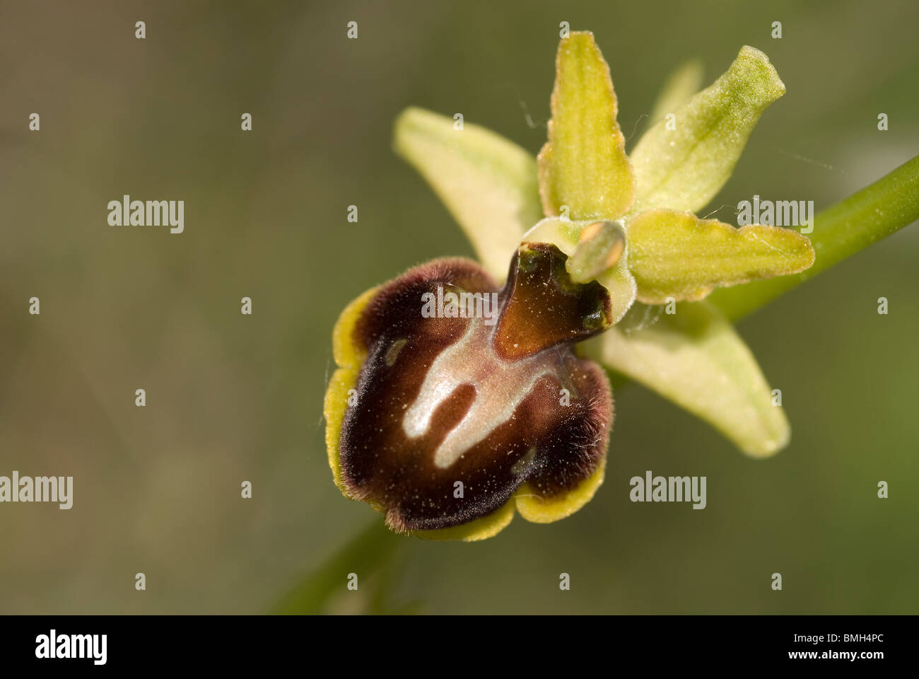 L'Orchidée araignée (Ophrys sphegodes) Banque D'Images