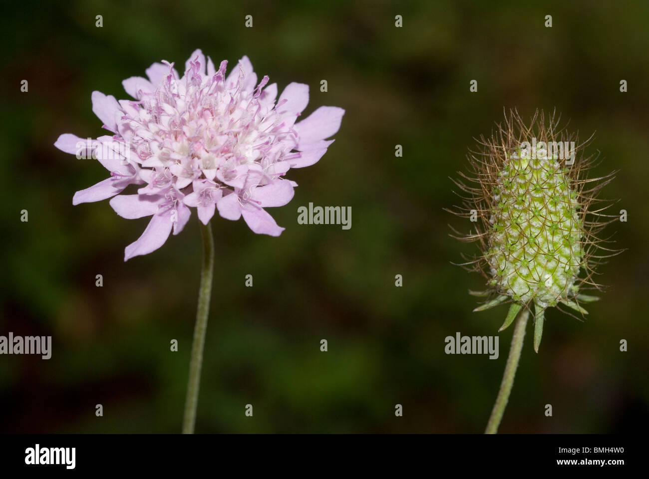 Petit scabious (Scabiosa columbaria) Banque D'Images